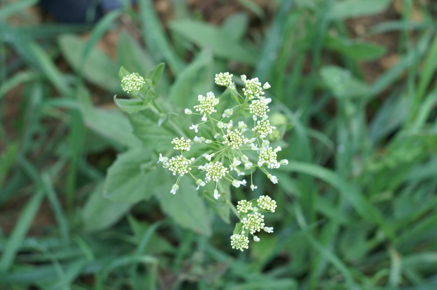 Lepidium draba, Urospermum dalechampii e Glebionis coronaria